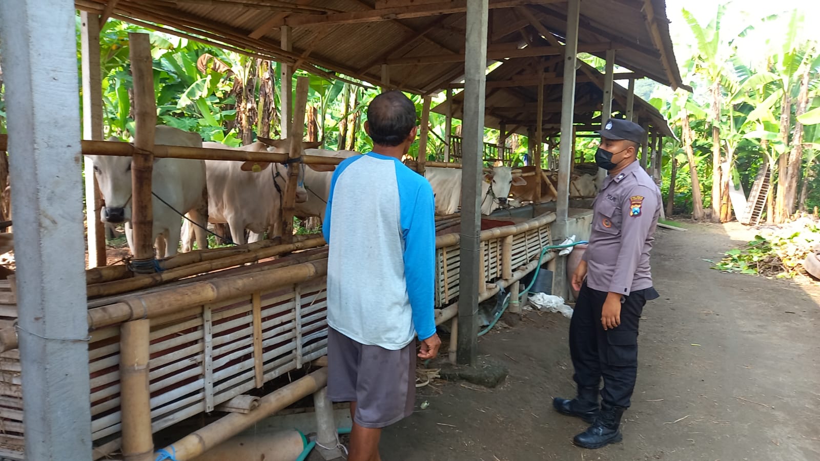 Cegah Penyakit Mulut Dan Kuku, Bhabinkamtibmas Bersama Perangkat Edukasi Serta Semprot Disinfektan